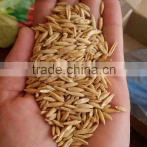 OATS thumbnail-2