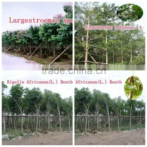 Outdoor Green Decorative Ornamental Foliage Landscaping Green Arbor Plants Trees thumbnail-1