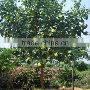 Hibiscus Tiliaceus L. thumbnail-5