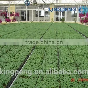 Vegetable Growing Greenhouse thumbnail-3