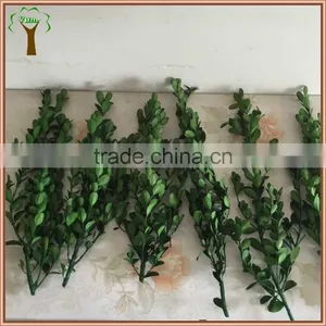 Preserved Boxwood Branch and Stem Wholesale thumbnail-1