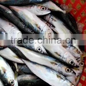 Frozen Pacific Mackerel Fish Good Quality thumbnail-3