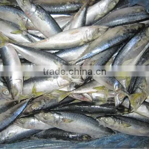 Frozen Mackerel Fish100-12G thumbnail-1