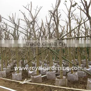 Delonix Regia Project Trees thumbnail-1