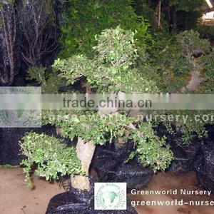 Ulmus Pumila Bonsai Loaded thumbnail-1