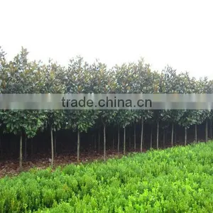 Magnolia Grandiflora thumbnail-6