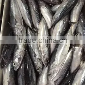 2015 Frozen Bonito Whole Round 300-500g/pc for Marketing thumbnail-2