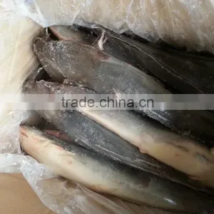 Whole Round Catfish (Silurus Asotus) thumbnail-3