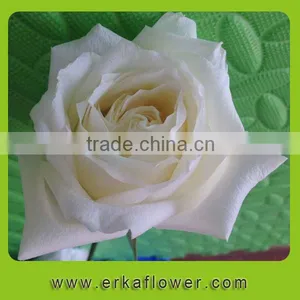 Wide Varieties Newest Fresh Climbing Roses thumbnail-6