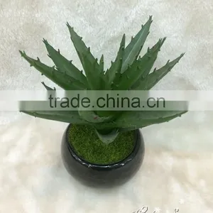Beautiful Selling PP Material Simulation Succulents for Table Decoration thumbnail-3