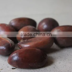 High Quality Shea Nuts in Nigeria thumbnail-1