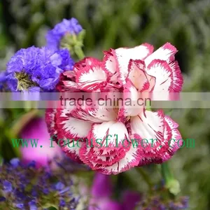 Best Quality Hot Sale Dried Flowers Red Wedding Invitations Real Touch Flowers thumbnail-6