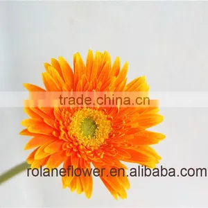 Different Color Of High Quality Fresh Gerberas Golden Color For Global Distribution thumbnail-2