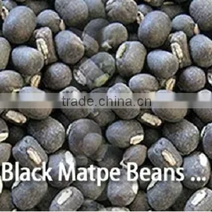 Black Matpe Bean thumbnail-1