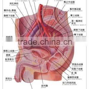 Artpaper Medical Wall Chart--Male Pelvic Bood Vessel thumbnail-1