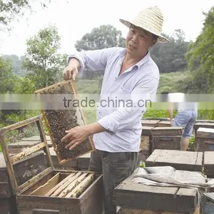 Full Set Langstroth Beehive Include Outer Cover+inner Cover+honey Supper+deep Hive Body+bottom Board and Bee thumbnail-1