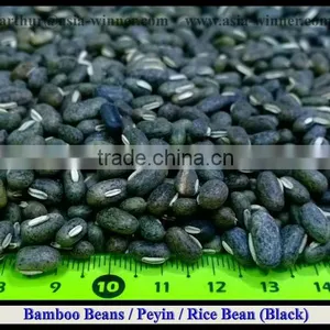 Bamboo Beans [ Black ] thumbnail-1