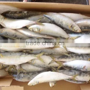 Frozen Seafood Frozen Sardine thumbnail-6