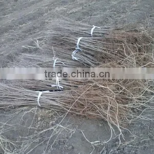 Ulmus Pumila L. Seedling thumbnail-6