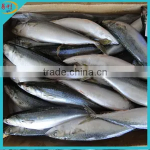Supply Frozen Mackerel Fish With Low Price thumbnail-1
