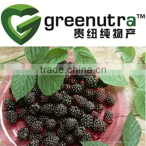 Mulberry Extract thumbnail-1