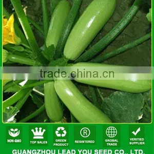 SQ03 Cuili Excellent Disease Resistant f1 Hybrid Seeds of Squash Seeds thumbnail-1