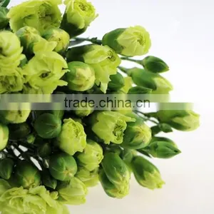 Natural Real Touch Different Types of Fresh Carnation Plants Made in China thumbnail-6