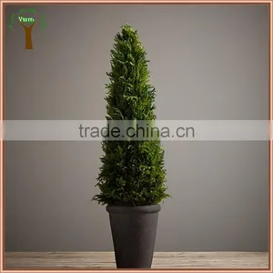 Preserved Cypress Plant Potted in Black Pot thumbnail-1
