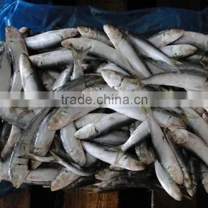 Land Frozen Good Price for Canning Trawling Sardine thumbnail-3