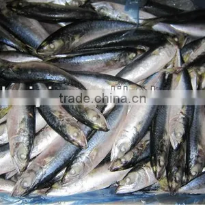 New Frozen Mackerel Fish 80-100pcs/10kg thumbnail-1