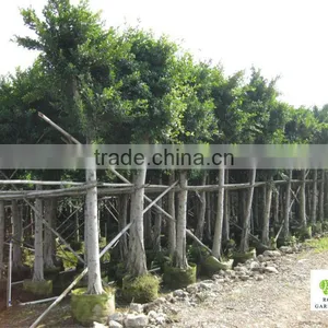 Ficus Nitida Tropical Tree for Landscaping thumbnail-1
