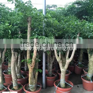 Heteropanax Fragrans High 1-2m thumbnail-1