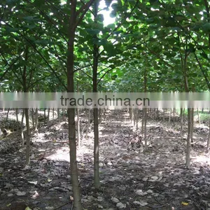 Hibiscus Tiliaceus Trees thumbnail-3