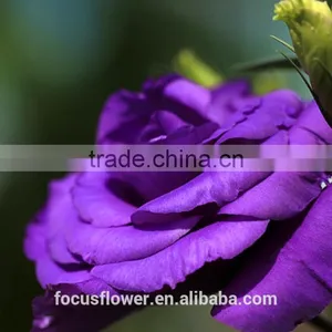 Cut Fresh Purple Eustoma Flowers For Gifts thumbnail-1
