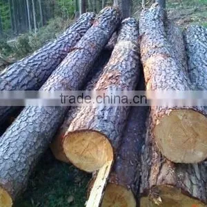 Pine Logs thumbnail-1