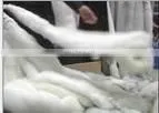 Raccoon, Raccoon Fur thumbnail-2
