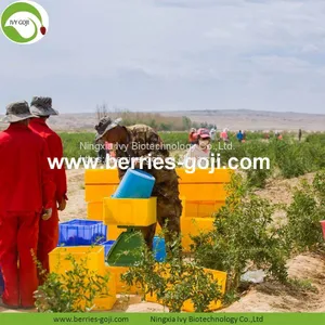 Factory Hot Sale Dried Himalayan Goji Berry thumbnail-2