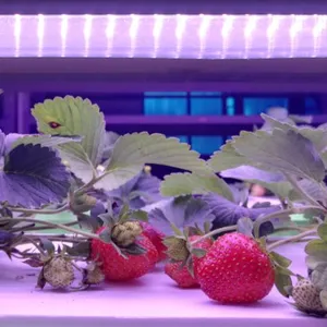 LED Plant Grow Light Strawberry 36W DC24V thumbnail-2