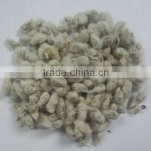 COTTON SEED FOR ANIMAL FEEDING thumbnail-1