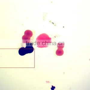 Students Training Chick Embryo Prepared Slides thumbnail-5