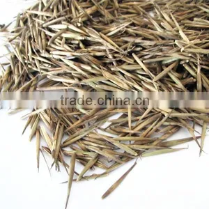 Moso Bamboo Seeds for Sales thumbnail-1