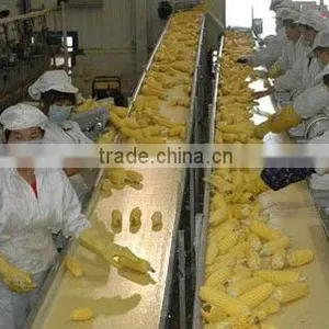 Twin Sweet Corn Cob In Vacuum Packing thumbnail-3