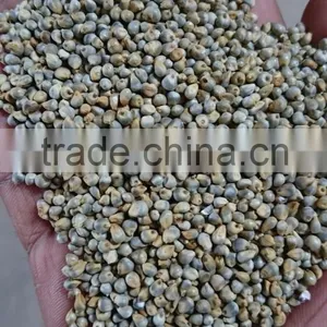 Millet Seeds Pearl Millet Bajra New 2015 thumbnail-1