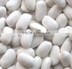 CHINESE WHITE KIDNEY BEANS (JAPANESE TYPE ) NEW CROP thumbnail-1