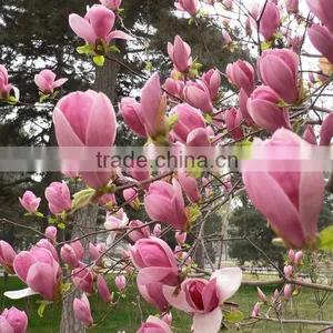 2016 Newest Purple Magnolia Seeds Mulan Tree Seeds For Planting thumbnail-3
