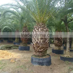 Wholesale Outdoor Ornamental Decrotive Landscaping Phoenix Canariensis Palm Trees Plants thumbnail-1