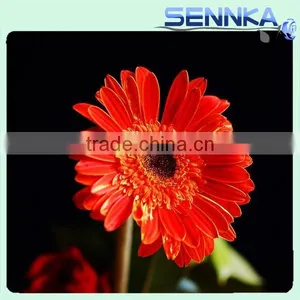 Honey Gerbera Natural Fresh Gerbera Bouquets thumbnail-5