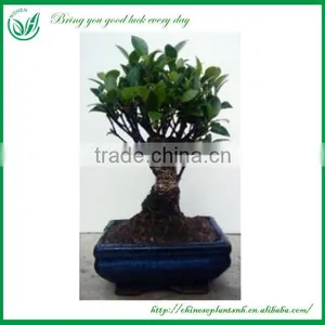 Ficus Mini Bonsai thumbnail-1