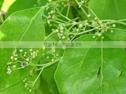 CAMPHOR WHITE OIL thumbnail-2