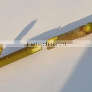 Professional Grafting Tools/tools for Grafting. thumbnail-2